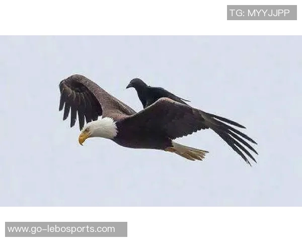 鹰与狼的对决谁能在自然界中称王称霸